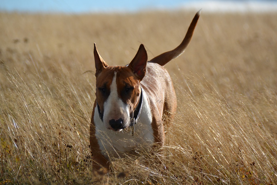 Perro de raza Bull Terrier